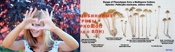 стафф Армянск